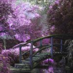 5 Common Garden Layout Mistakes That Kill Your Design Before It Starts