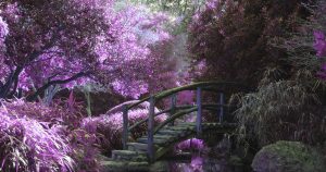 5 Common Garden Layout Mistakes That Kill Your Design Before It Starts