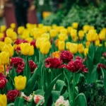 April Garden Beds: Top Tips for Healthy Soil This Spring