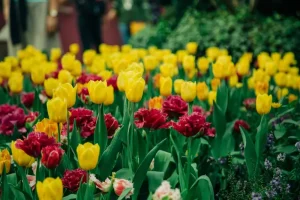 April Garden Beds: Top Tips for Healthy Soil This Spring