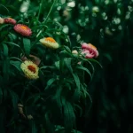 April Gardening: What to Plant Now for Spring Success
