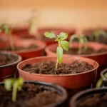 April Pest Patrol: Protecting Your Spring Garden