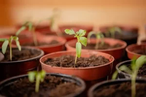 April Pest Patrol: Protecting Your Spring Garden