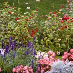 Beginner’s Guide to Flower Gardening & Landscape Design