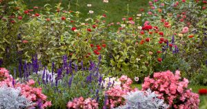 Beginner’s Guide to Flower Gardening & Landscape Design