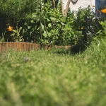 Color Theory in Garden Design: Choosing Plants That Create Visual Harmony Throughout the Seasons