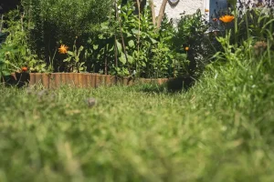 Color Theory in Garden Design: Choosing Plants That Create Visual Harmony Throughout the Seasons
