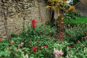 Common Mistakes When Installing Garden Trellises That Kill Your Climbing Plants