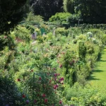 Companion Planting: How Marigolds, Basil, and Nasturtiums Create a Natural Pest Barrier