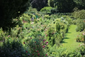 Companion Planting: How Marigolds, Basil, and Nasturtiums Create a Natural Pest Barrier