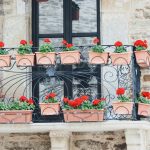 Container Gardening for Beginners: The Complete Guide