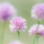 Direct Sowing Success: Your April Guide to Planting Seeds Outdoors