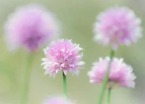 Direct Sowing Success: Your April Guide to Planting Seeds Outdoors