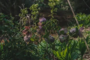 DIY Garden Art Projects Using Recycled Materials: Transform Trash into Stunning Outdoor Sculptures
