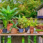 Garden Structures: How to Build Garden Arbors, Trellises, and More