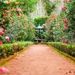 Growing and Harvesting Echinacea: From Seed to Natural Immune Support