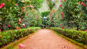 Growing and Harvesting Echinacea: From Seed to Natural Immune Support