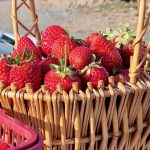 Growing Fruit at Home: A Beginner’s Complete Guide