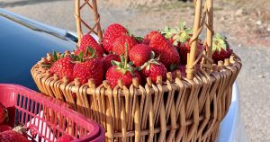 Growing Fruit at Home: A Beginner’s Complete Guide