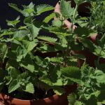 Growing Herbs at Home: A Beginner’s Complete Guide