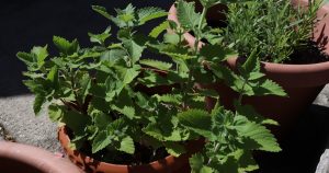 Growing Herbs at Home: A Beginner’s Complete Guide