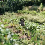 How to Plant Bare Root Berry Bushes in 5 Simple Steps
