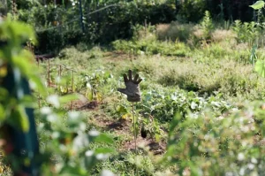 How to Plant Bare Root Berry Bushes in 5 Simple Steps
