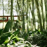 How to Tell When Sweet Corn is Ready to Harvest: A Beginner’s Guide to Perfect Timing