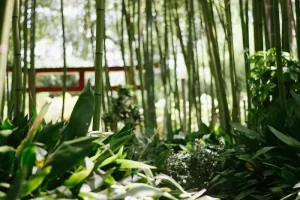 How to Tell When Sweet Corn is Ready to Harvest: A Beginner’s Guide to Perfect Timing