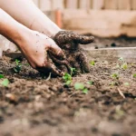 Bring in the Bees: Planting for Pollinators in Your May Garden