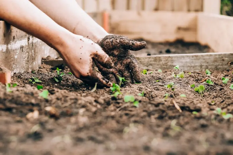 Bring in the Bees: Planting for Pollinators in Your May Garden