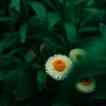 Continuous Harvests: Succession Planting in Your May Garden