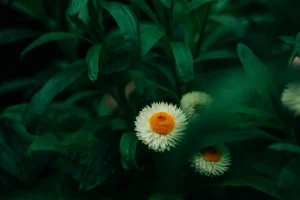 Continuous Harvests: Succession Planting in Your May Garden