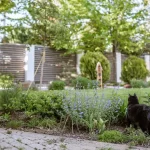 Why Your Pea Plants Are Turning Yellow and How to Fix It