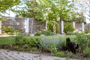 Why Your Pea Plants Are Turning Yellow and How to Fix It