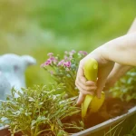 Your May Gardening Checklist: What to Plant for Summer Success
