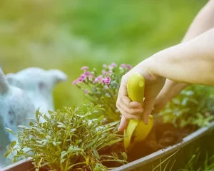 Your May Gardening Checklist: What to Plant for Summer Success