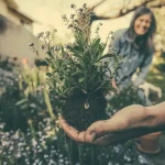 Beat the Heat: Essential June Care for Thriving Plants