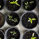 Crop Rotation: How to Rotate Your Crops for a Healthier Garden