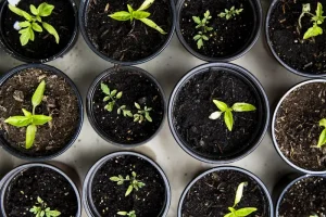 Crop Rotation: How to Rotate Your Crops for a Healthier Garden