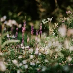 Garden Pollinators: How to Attract Pollinators to Your Garden