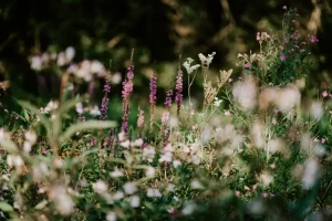 Garden Pollinators: How to Attract Pollinators to Your Garden