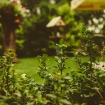How to Tell When a Watermelon Is Ripe: Signs You Should Never Ignore
