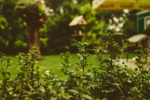 How to Tell When a Watermelon Is Ripe: Signs You Should Never Ignore