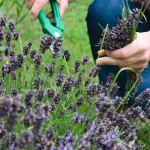 June Pest Patrol: Organic Solutions for Common Summer Garden Invaders