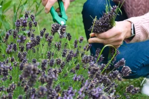 June Pest Patrol: Organic Solutions for Common Summer Garden Invaders