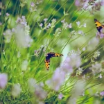 Why Your Garden Path Edging Plants Keep Dying (And How to Choose the Right Ones)