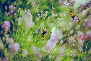 Why Your Garden Path Edging Plants Keep Dying (And How to Choose the Right Ones)