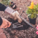 Your June Harvest Guide: Enjoying Early Summer Bounty