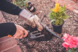 Your June Harvest Guide: Enjoying Early Summer Bounty
